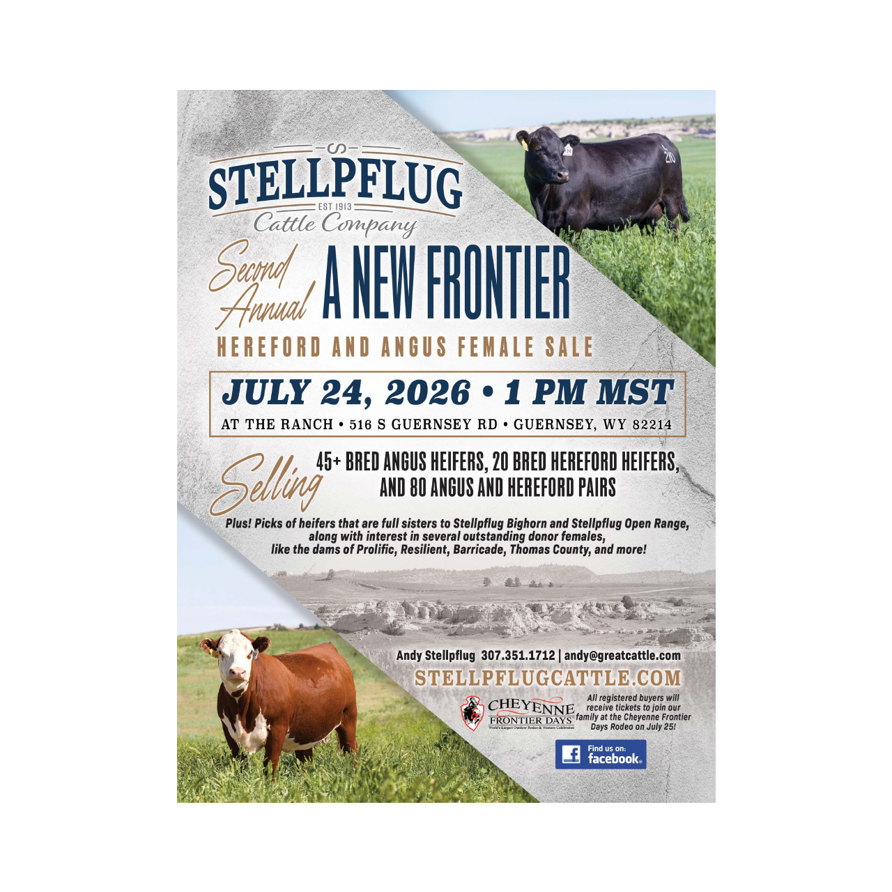 Stellpflug Cattle Company Female Sale