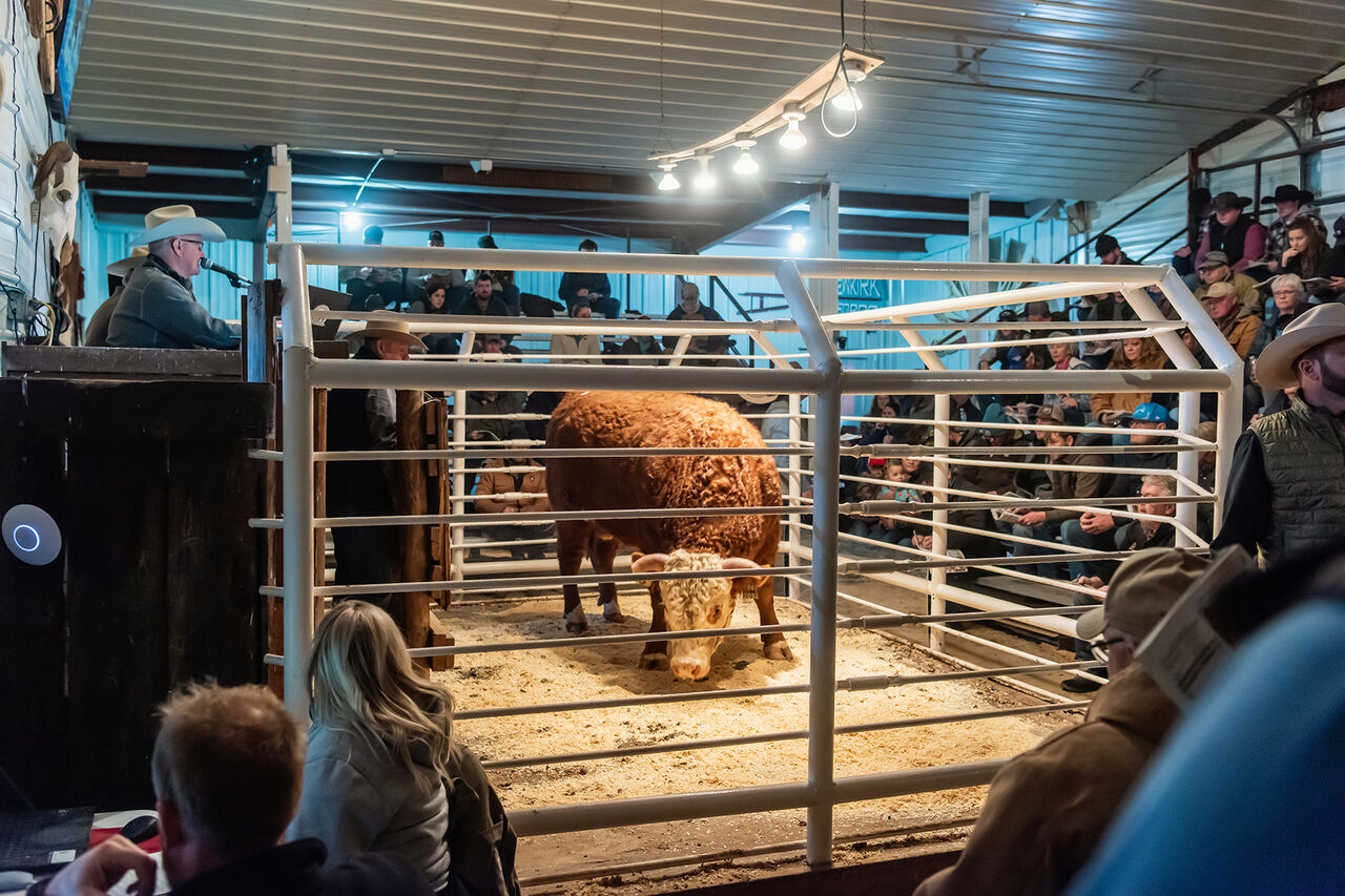 Van Newkirk Herefords. 250 bulls, 50 commercial Hereford heifers, 3 loads Fancy F1 Baldy Heifers