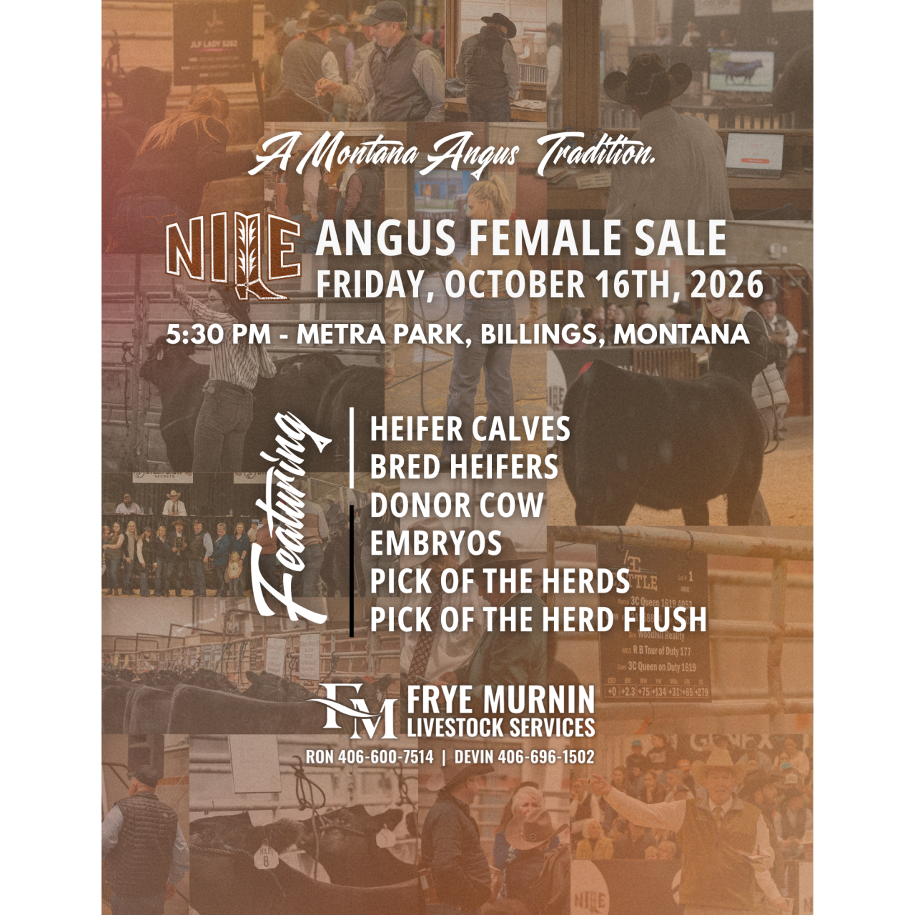NILE Angus Female Sale