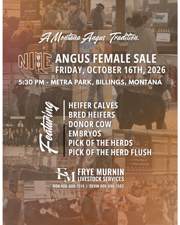 NILE Angus Female Sale