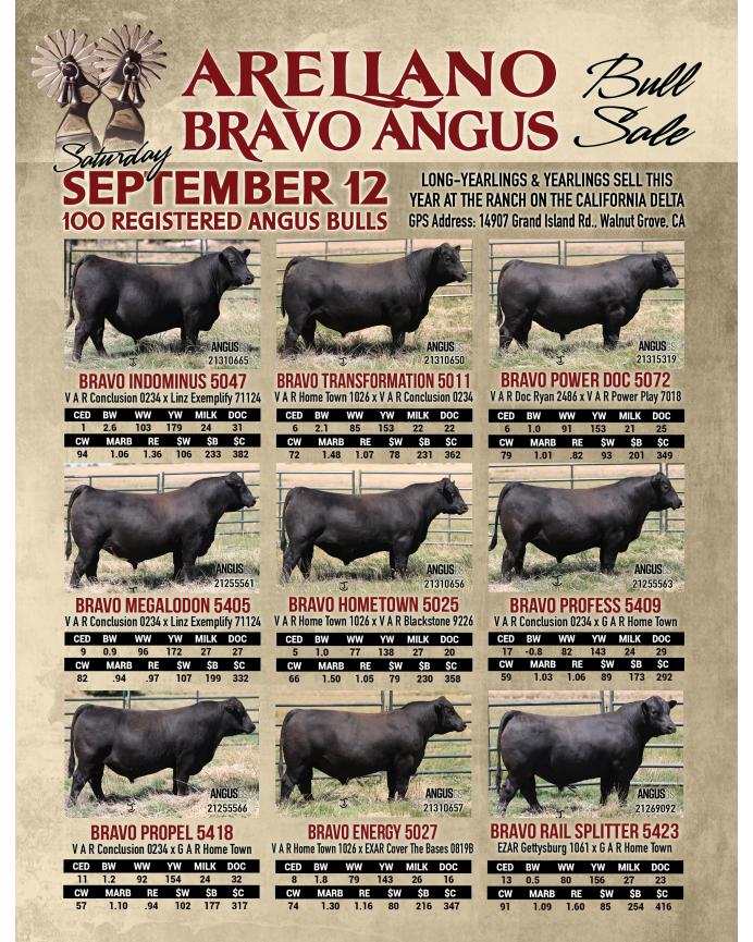 Arellano Bravo Angus Bull Sale