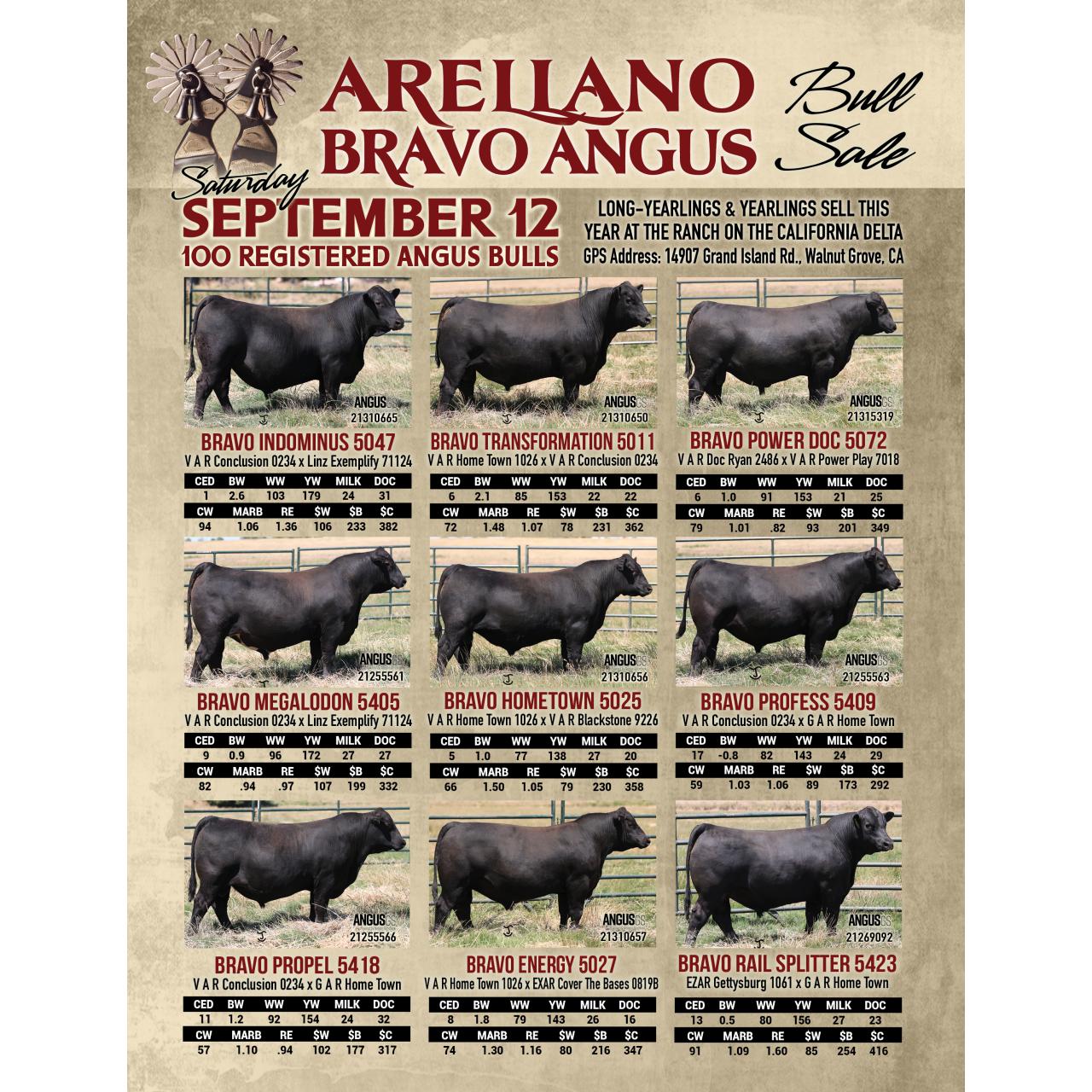 Arellano Bravo Angus Fall Sales