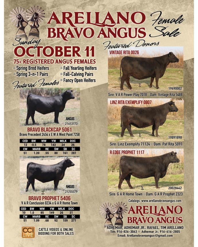 Arellano Bravo Angus Female Sale