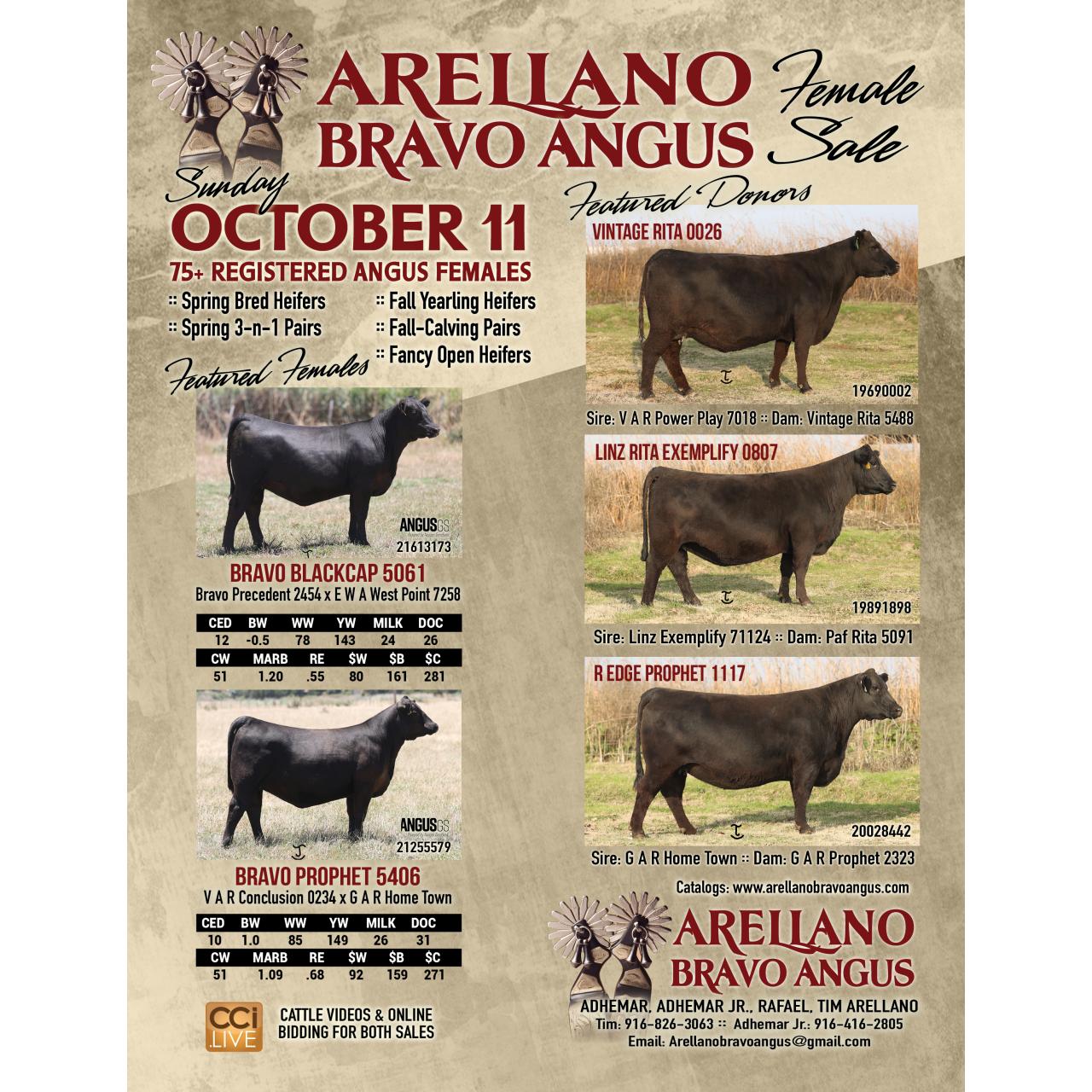 Arellano Bravo Angus Female Sale
