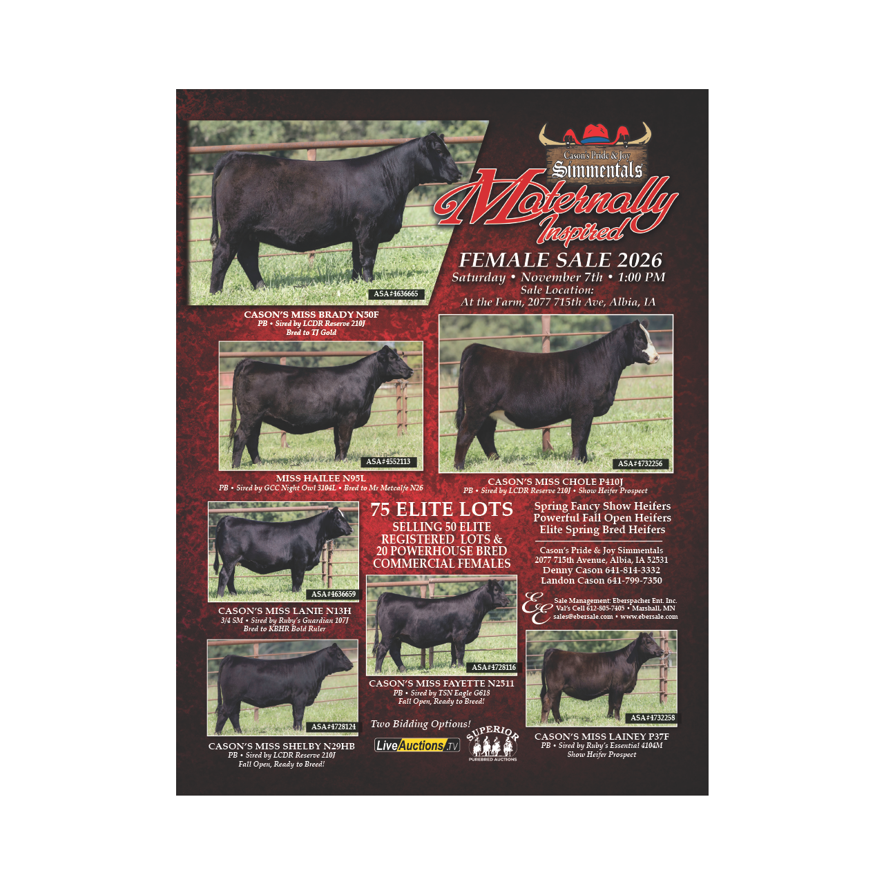 Cason's Pride & Joy Simmentals female sale