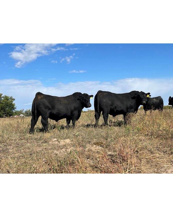 Carl Dethlefs & Sons Angus