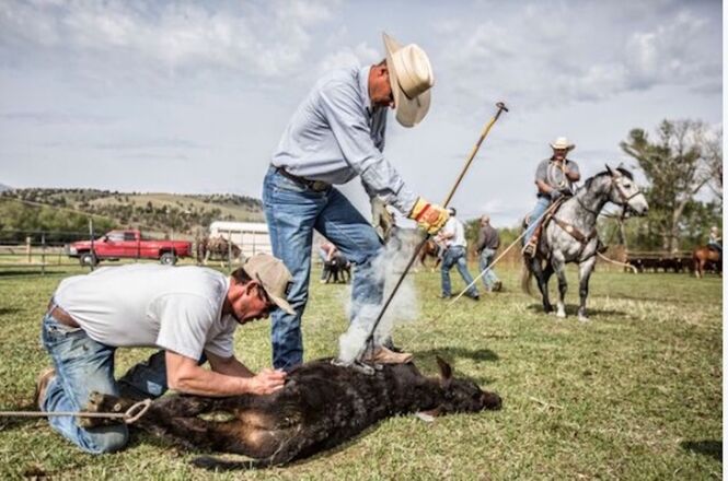 Pro Rodeo and Ranching: Striking a Balance
