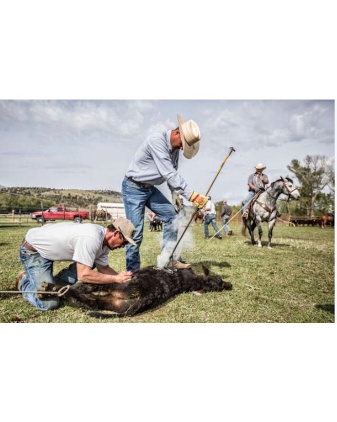 Pro Rodeo and Ranching: Striking a Balance
