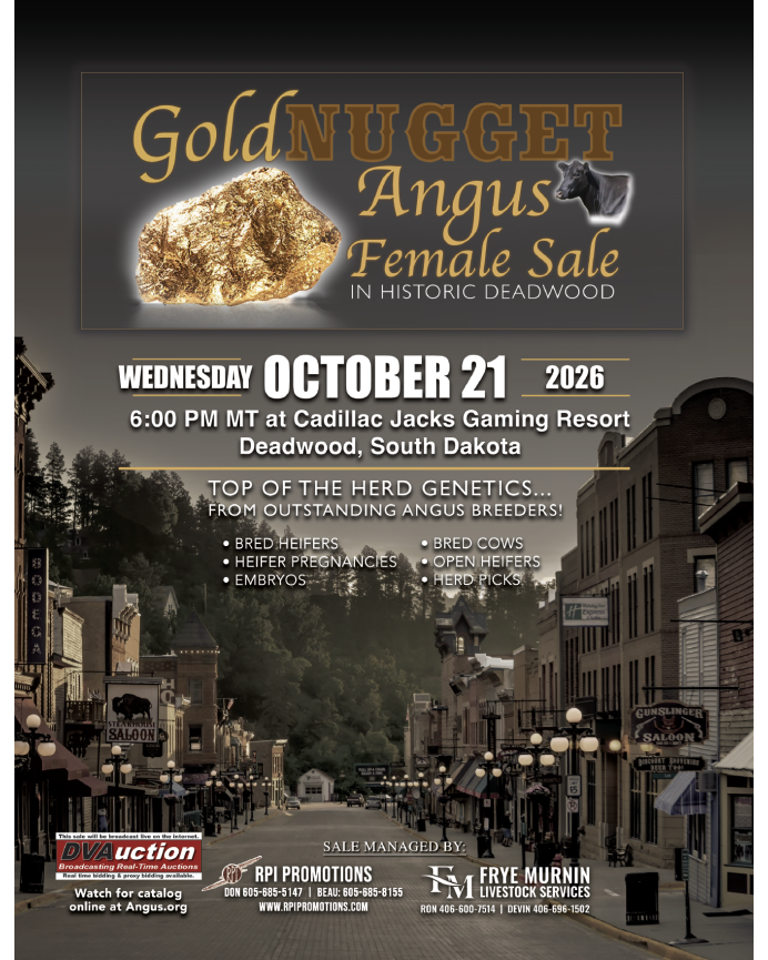 Gold Nugget Angus Female Sale