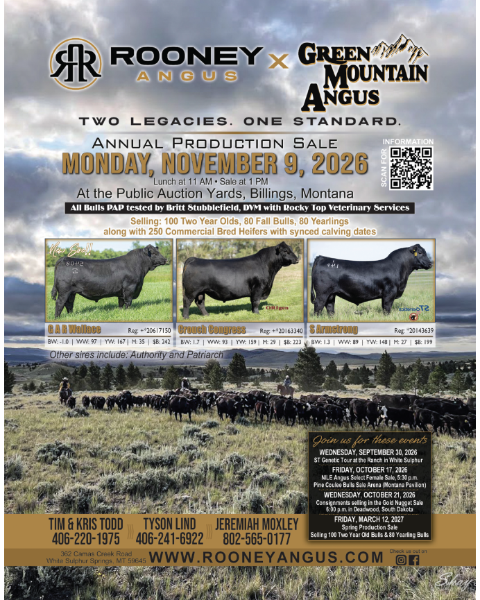 Rooney Angus X Green Mountain Angus