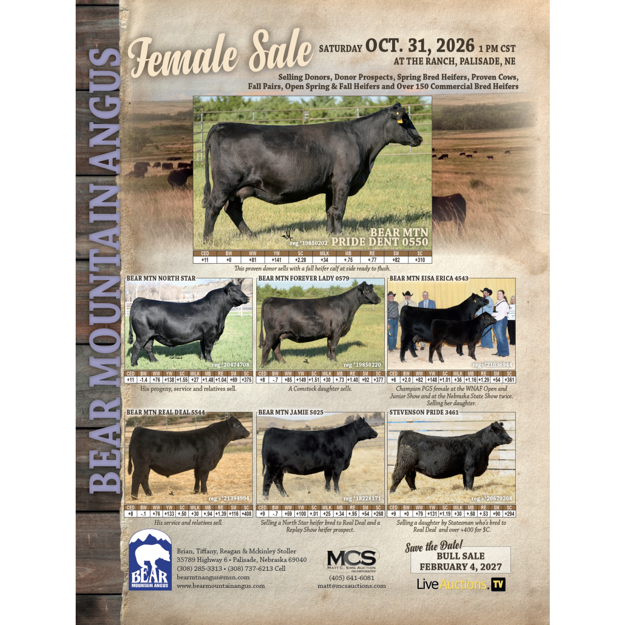 Bear Mountain Angus Female Sale