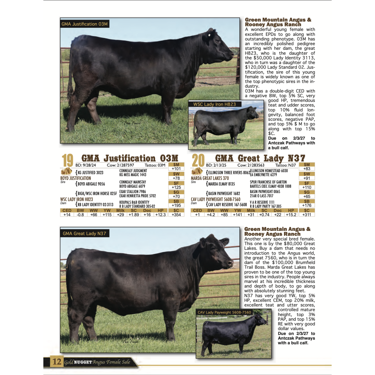 Rooney Angus X Green Mountain Angus Gold Nugget Sale Consignments