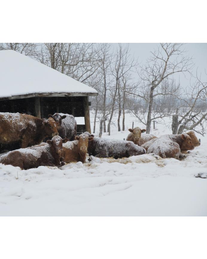Vet Notes - Weather the Winter