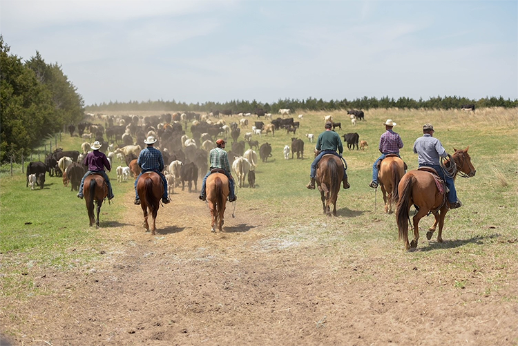 Wagonhammer Ranch cattle drive